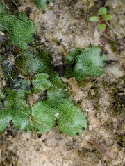 Marchantiaceae