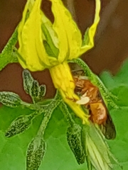 Trigona chanchamayoensis
