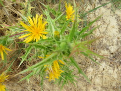 Scolymus hispanicus