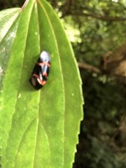 Okiscarta uchidae