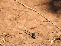 Phanogomphus kurilis