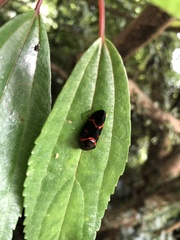 Okiscarta uchidae