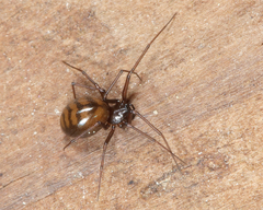 Bathyphantes pallidus