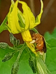 Trigona chanchamayoensis