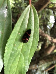 Okiscarta uchidae