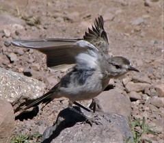 Muscisaxicola frontalis