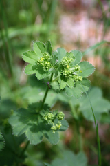 Alchemilla