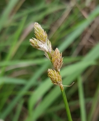 Carex balfourii