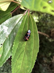 Okiscarta uchidae