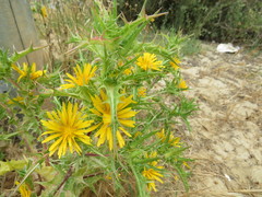Scolymus hispanicus