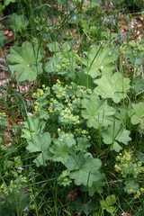 Alchemilla