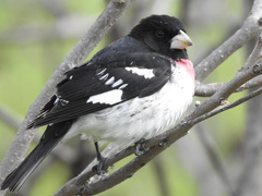 Pheucticus ludovicianus