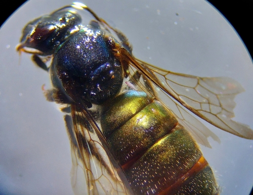 Caenaugochlora amatitlana