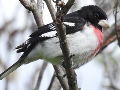 Pheucticus ludovicianus