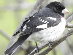 Pheucticus ludovicianus