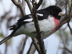 Pheucticus ludovicianus