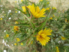 Scolymus hispanicus
