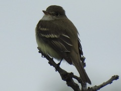 Empidonax alnorum