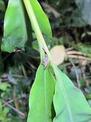 Sphenocorynes kosempoensis