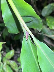 Sphenocorynes kosempoensis