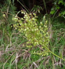 Rumex abyssinicus