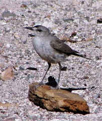 Muscisaxicola frontalis