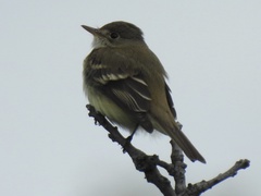 Empidonax alnorum