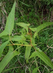 Rumex abyssinicus