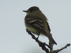 Empidonax alnorum