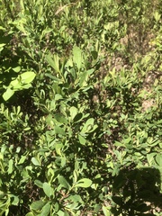 Myrica