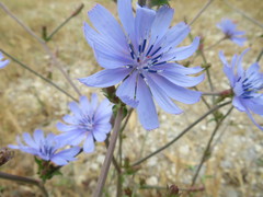 Cichorium intybus