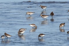 Calidris alpina