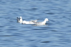 Chroicocephalus genei