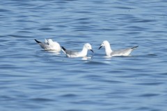 Chroicocephalus genei