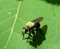 Laphria virginica