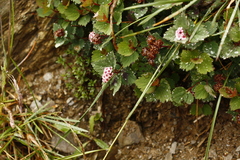 Spiraea morrisonicola