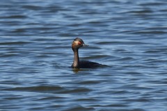 Podiceps nigricollis