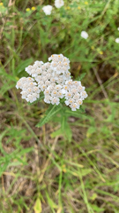 Achillea millefolium