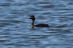 Podiceps nigricollis