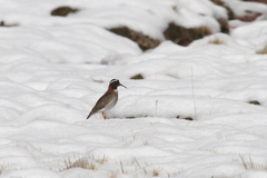 Phegornis mitchellii