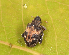 Tachyerges ephippiatus