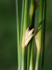 Juncus filiformis