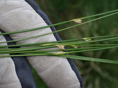 Juncus filiformis