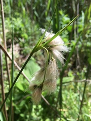 Eriophorum viridicarinatum