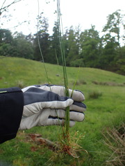 Juncus filiformis