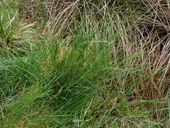 Juncus filiformis