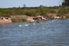 Phoenicopterus roseus