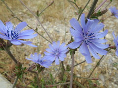 Cichorium intybus