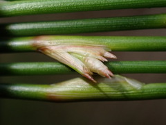 Juncus filiformis