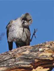 Muscisaxicola frontalis